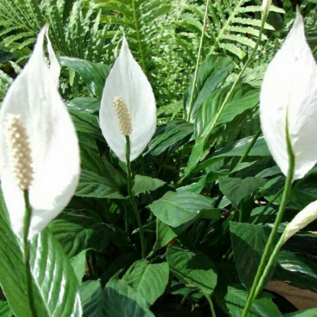 Jual Tanaman Spathiphyllum Peace Lily Shopee Indonesia