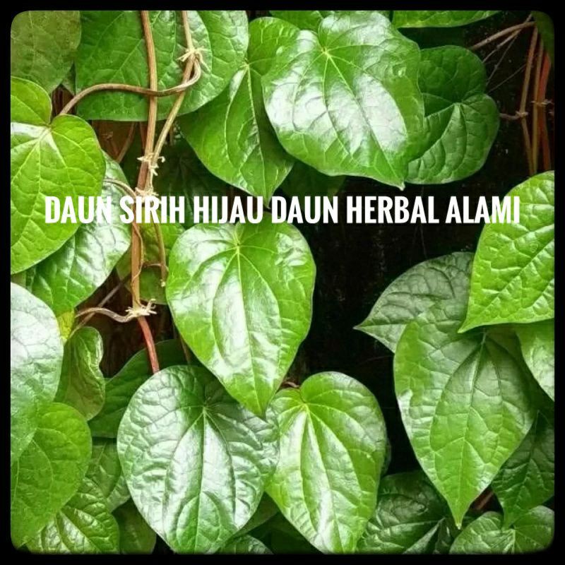 Jual Daun Sirih Daun Sirih Segar Daun Sirih Hijau Segar Daun