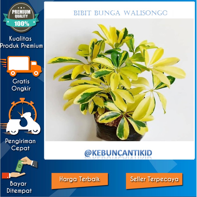 Jual Bibit Bunga Walisongo Tanaman Bunga Walisongo Varigata Shopee