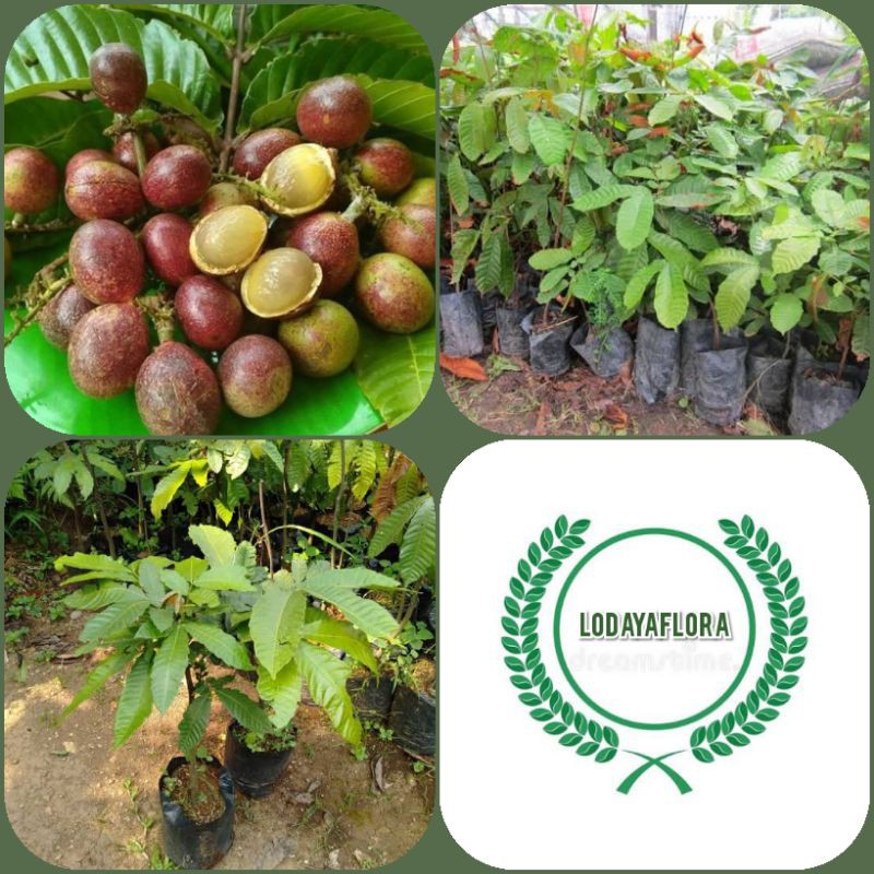 Jual Bibit Tanaman Buah Matoa Pohon Buah Matoa Pohon Khas Papua