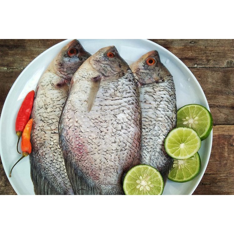 Jual Ikan Gurame Fresh 1kg Shopee Indonesia