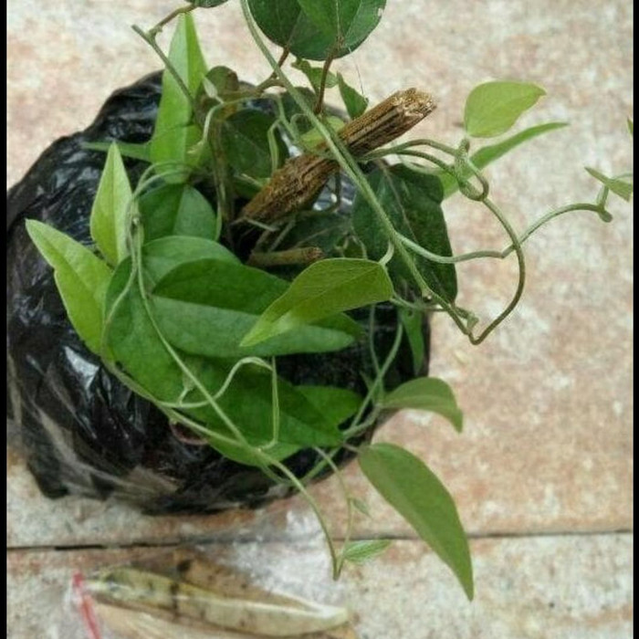 Jual Bibit Pohon Cincau Hijau Berbulu Tanaman Merambat Shopee Indonesia