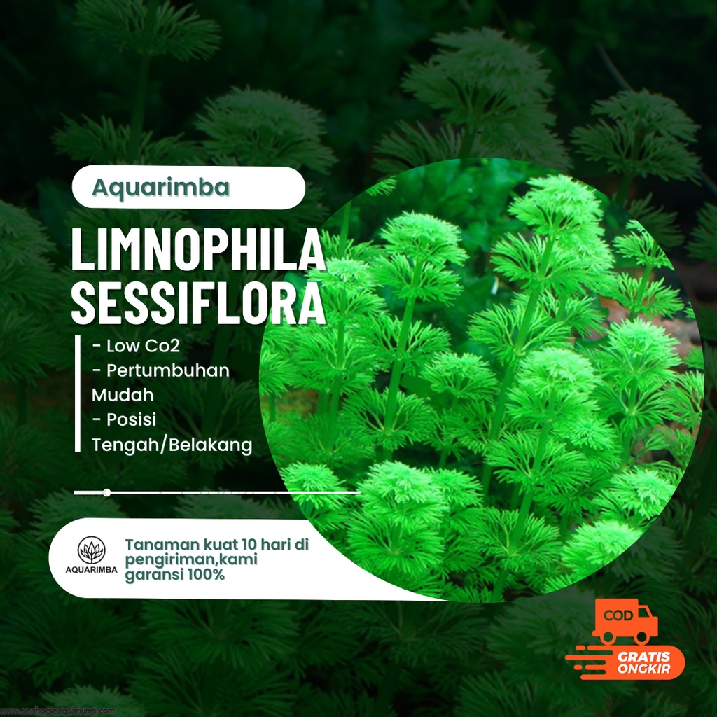 Jual Limnophila Sessiflora Tanaman Aquascape Pemula Tanpa Co