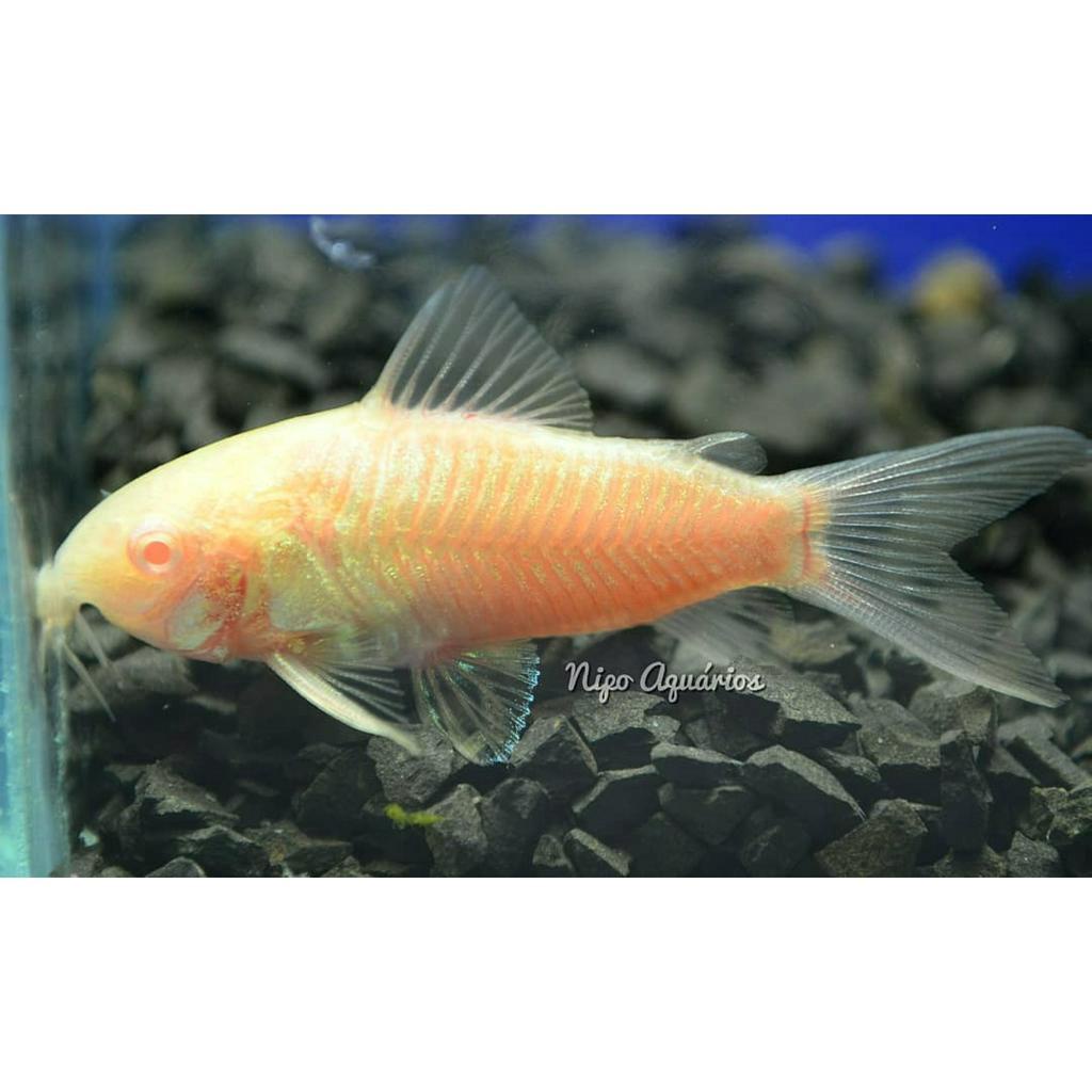 Jual Ikab Hias Aquascape Dasar Corydoras Albino Putih Shopee Indonesia