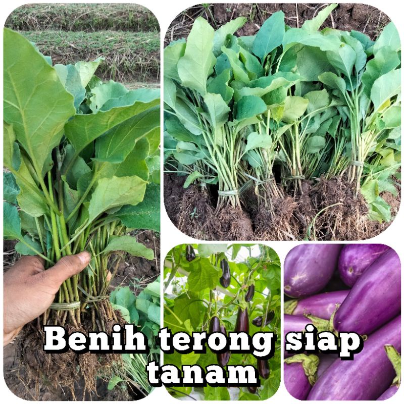 Jual Benih Terong Ungu Panjang Siap Tanam Semai Shopee Indonesia