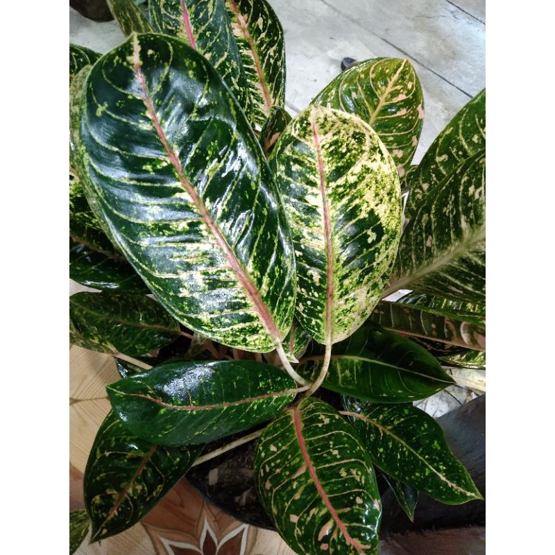 Jual Aglaonema Donacarmen Shopee Indonesia