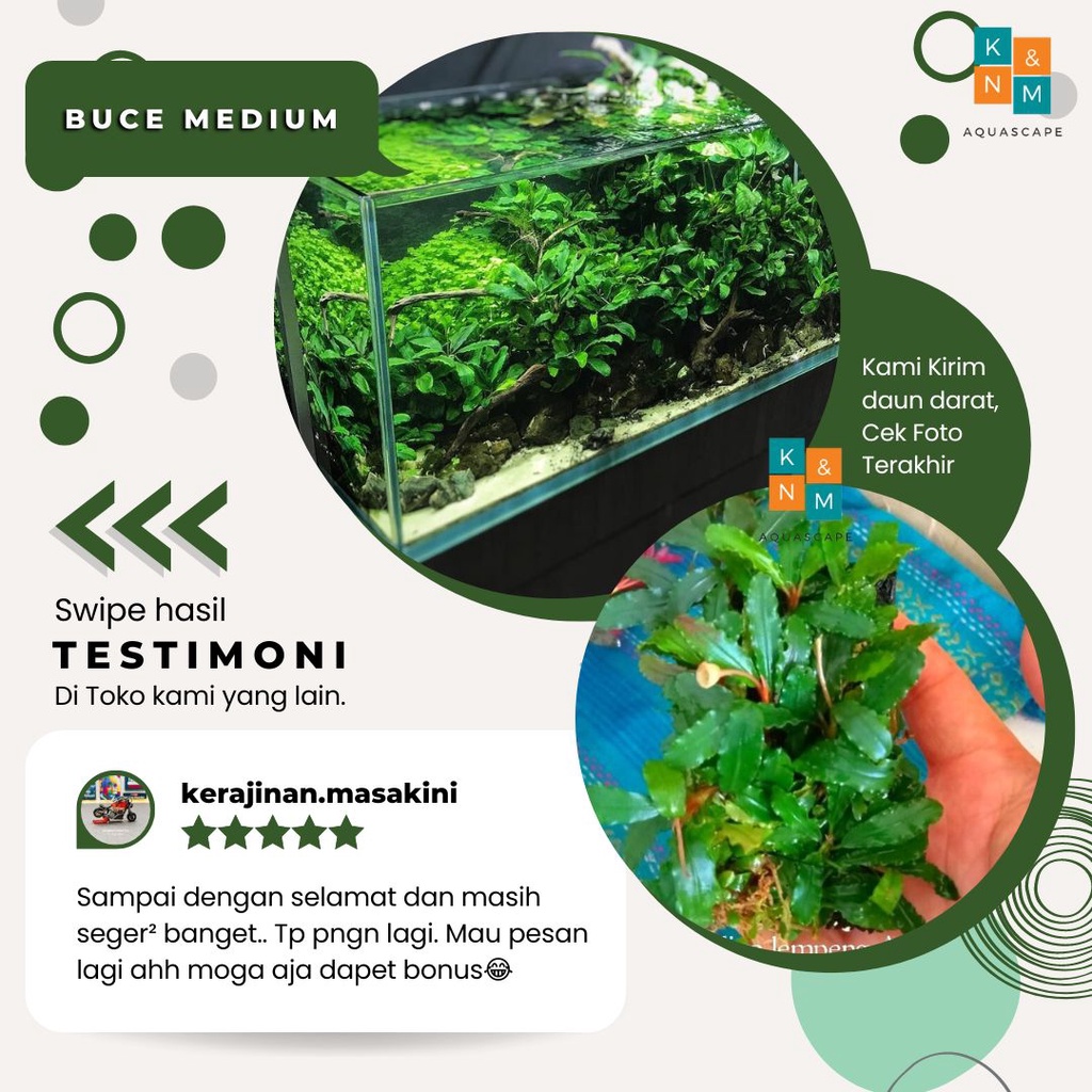 Jual Buce Phalandra Bucephalandra Daun Medium Tanaman Tumbuhan