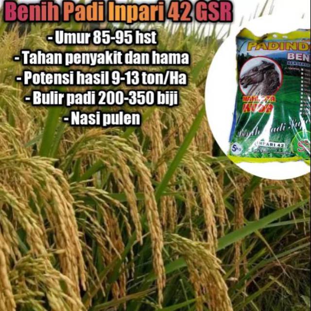 Jual Benih Padi Inpari 42 GSR Agritan Shopee Indonesia