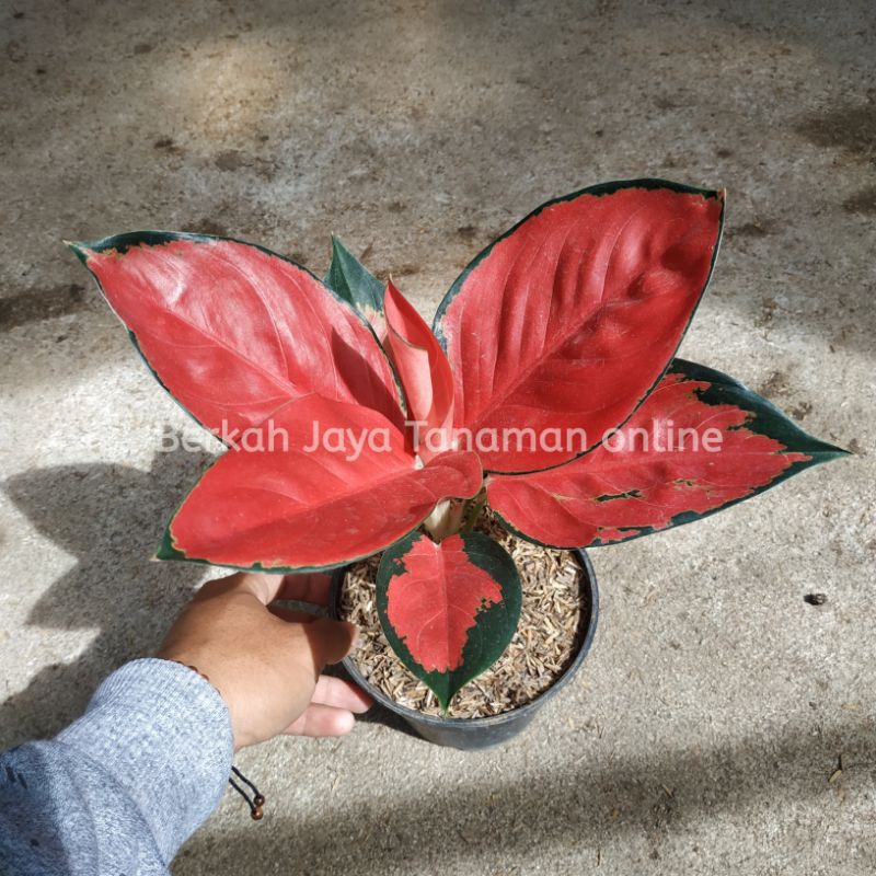 Jual Bunga Aglonema Aglaonema Suksom Culture Stang Pendek Suksom