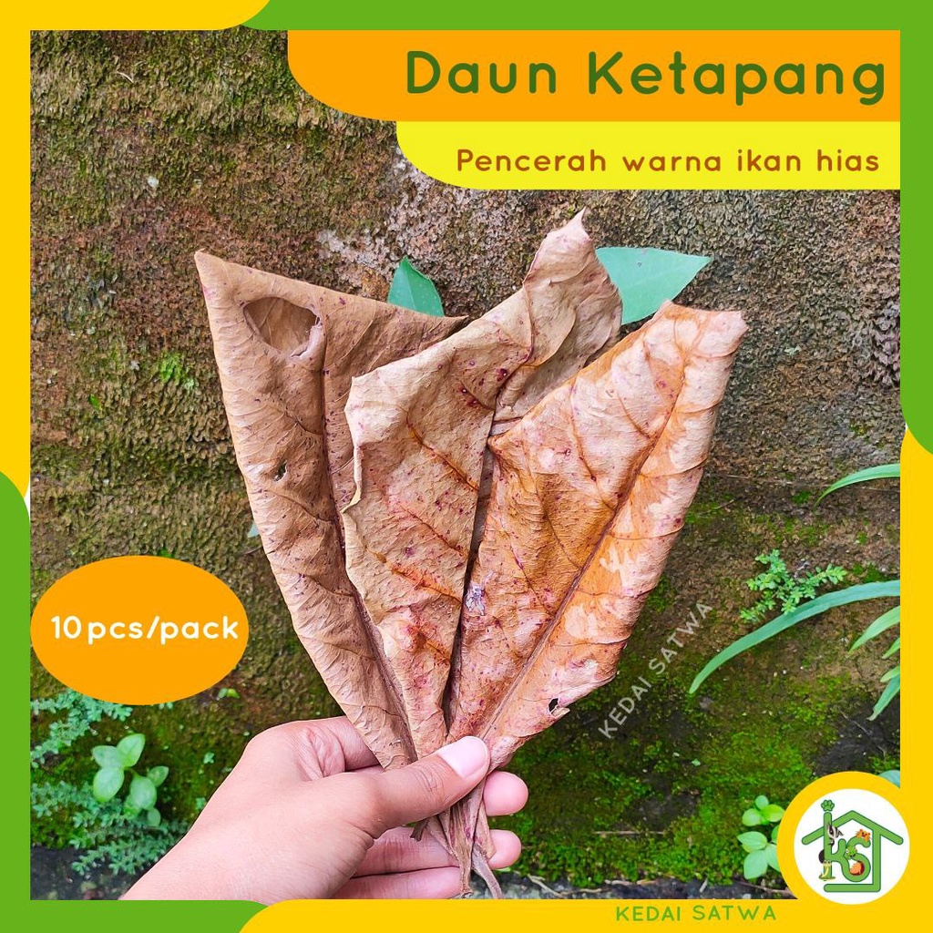 Jual Daun Ketapang Kering Lembar Obat Pencerah Warna Ikan Hias