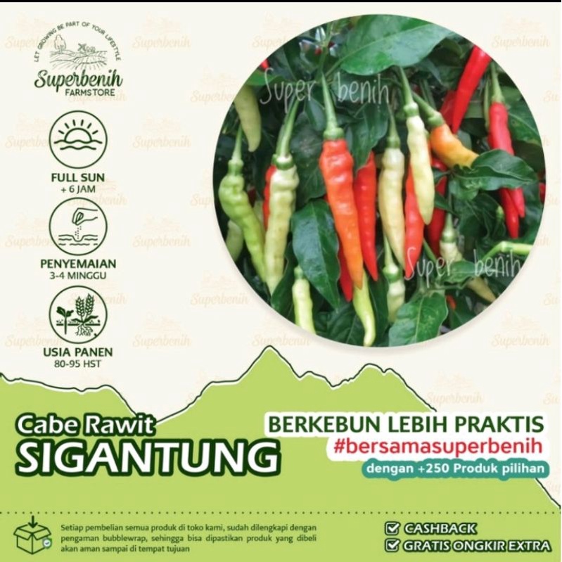 Jual 25 Biji Bibit Benih Cabe Cabai Rawit Setan SIGANTUNG Shopee