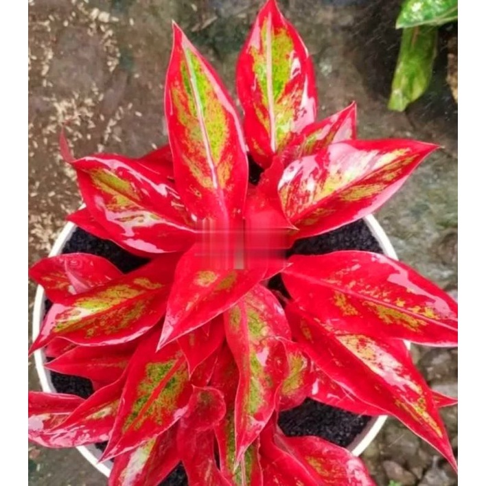 Jual HOT SALE Tanaman Hias Aglonema Lipstik Pink Aglaonema Tanaman