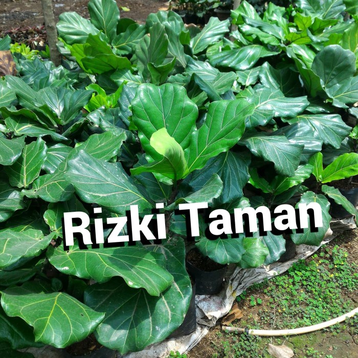 Jual Pohon Ketapang Biola Cantik Biyola Cantik Jenis Ficus Shopee