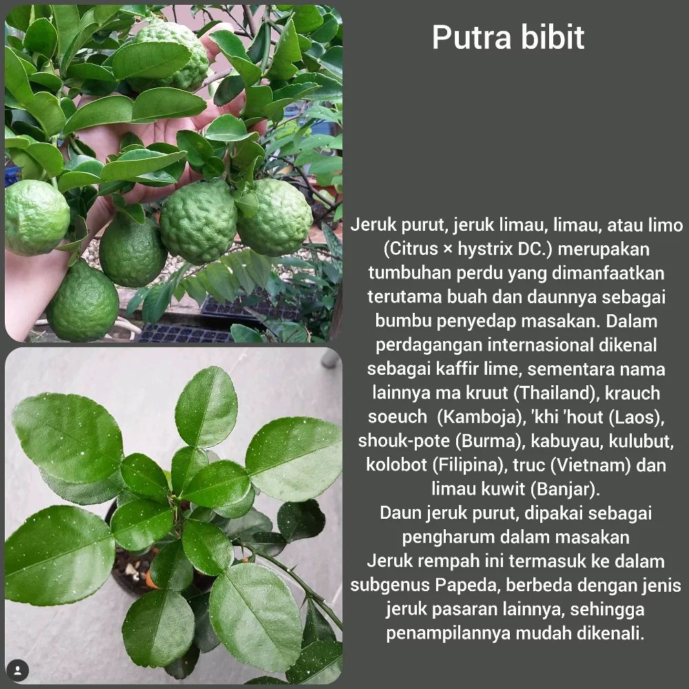 Jual Bibit Pohon Jeruk Purut Buah Herbal Dan Daun Bumbu Masak