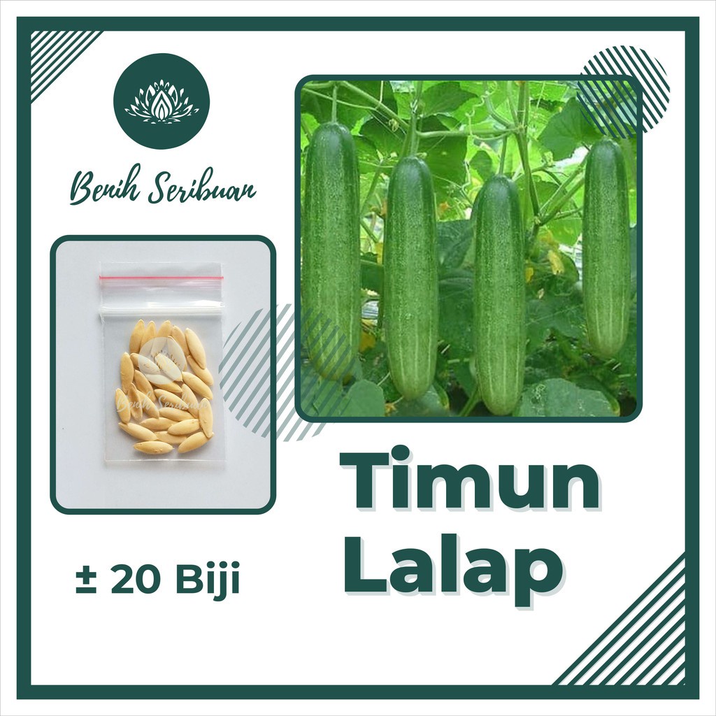 Jual TERMURAH Benih Bibit Sayur Sayuran Paket Lengkap Tanaman