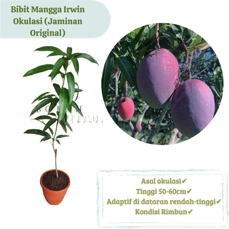 Jual Bibit Mangga Irwin Mangga King Purple Okulasi Cepat Berbuah