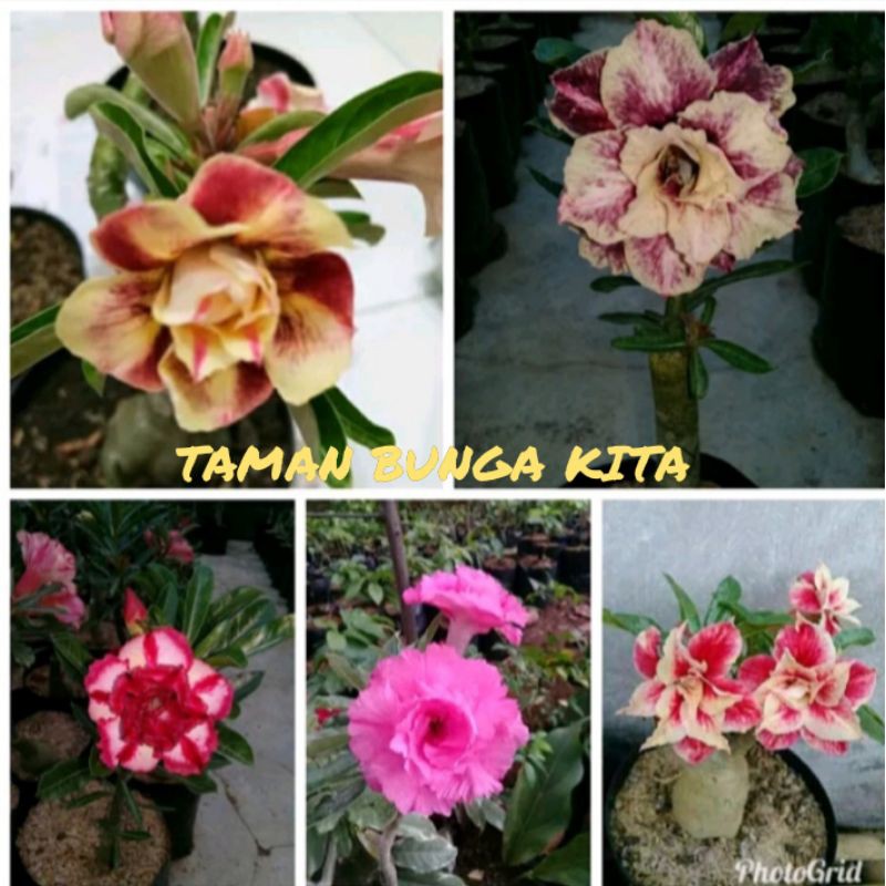 Jual Adenium Kamboja 5 Paket Tanaman Hias Shopee Indonesia