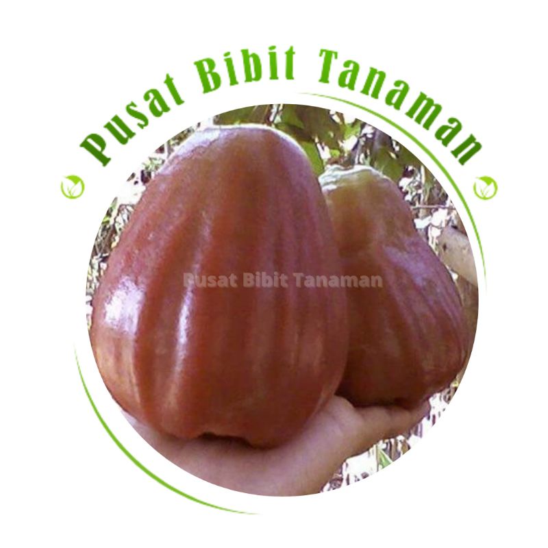 Jual Bibit Jambu Air King Rose Tanaman Buah Hidup Siap Tanam Shopee