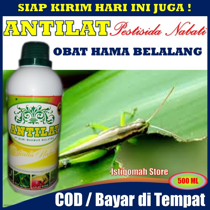 Jual ANTILAT Pestisida Organik Mengatasi Hama Tanaman Lalat Buah Semut