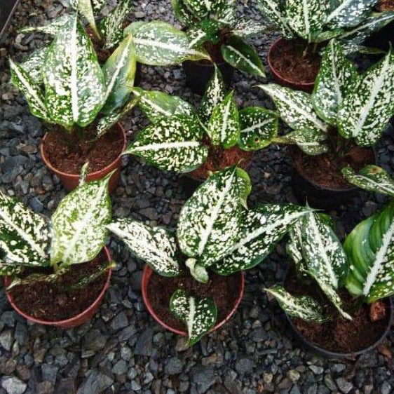 Jual Aglaonema Serikit Aglaonema Cantik Murah Shopee Indonesia