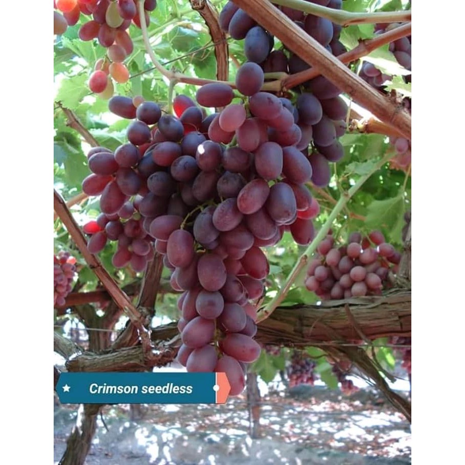 Jual Tanaman Buah Anggur Red Crimson Seedless Tanpa Biji Shopee