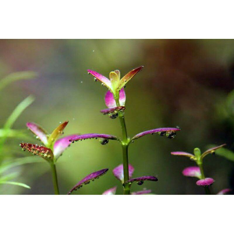 Jual Rotala Ramosior Florida Tanaman Aquascape Shopee Indonesia