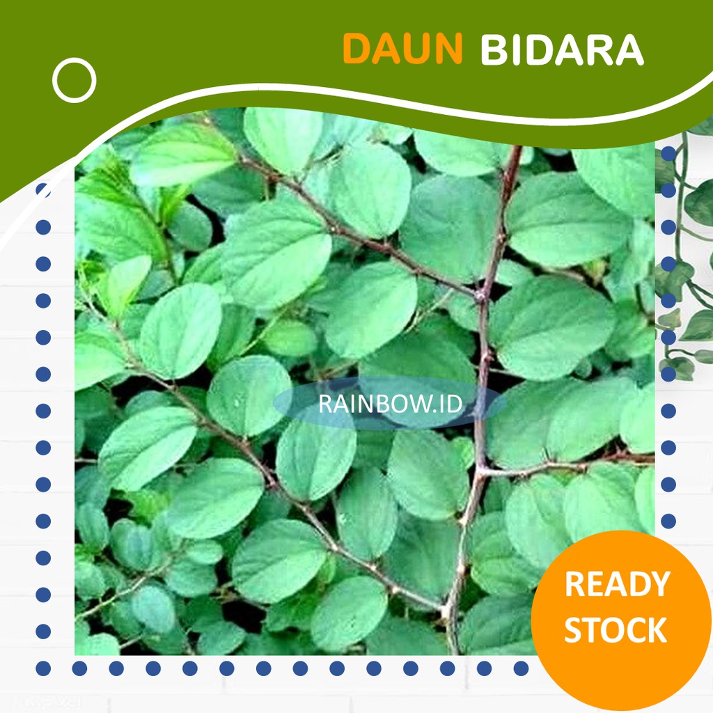 Jual Daun Bidara Segar Daun Bidara Arab Sidr Asli Per Lembar