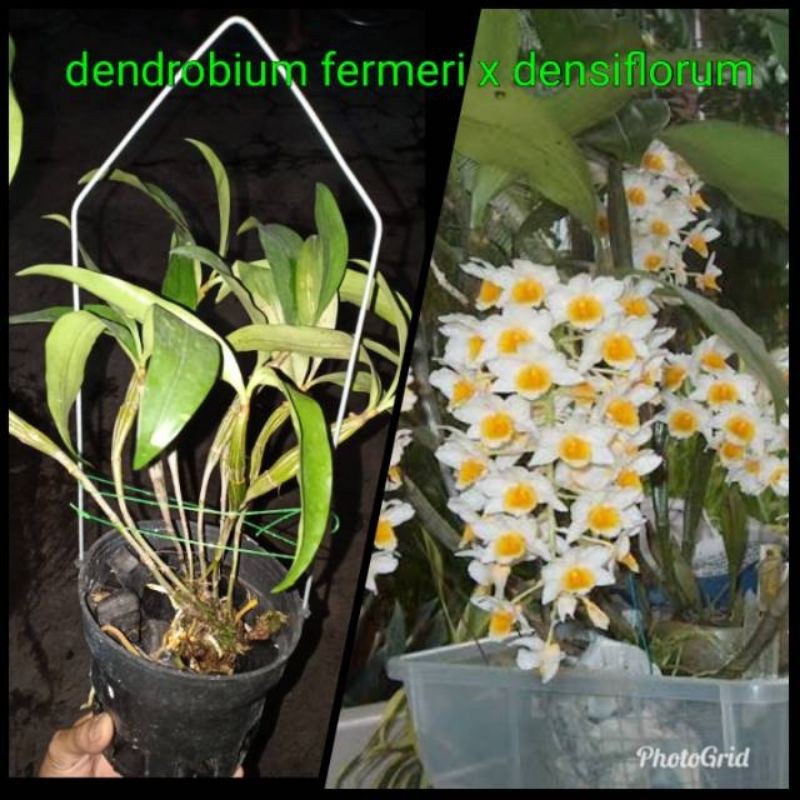 Jual Anggrek Dendrobium Farmeri X Densiflorum Dewasa Siap Bunga