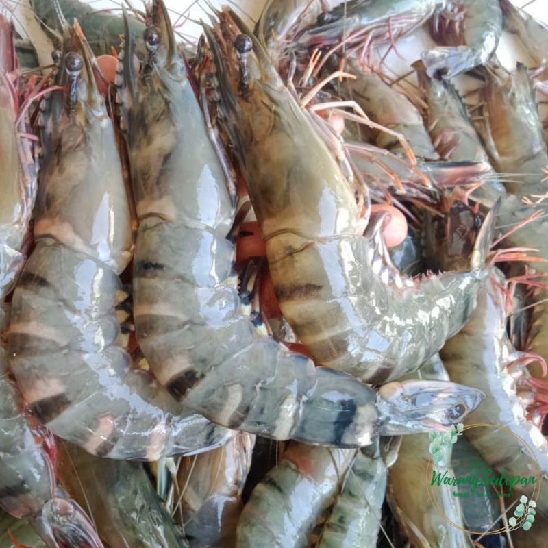 Jual Udang Galah Segar Gr Ukuran Sedang Udang Utuh Fresh Frozen