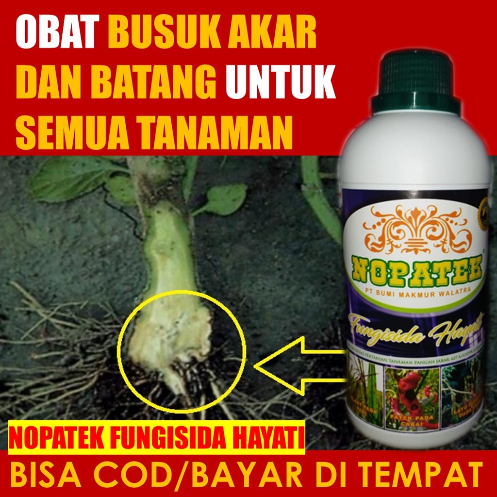 Jual Nopatek Fungisida Hayati Mengatasi Hama Bercak Tanaman Busuk Akar