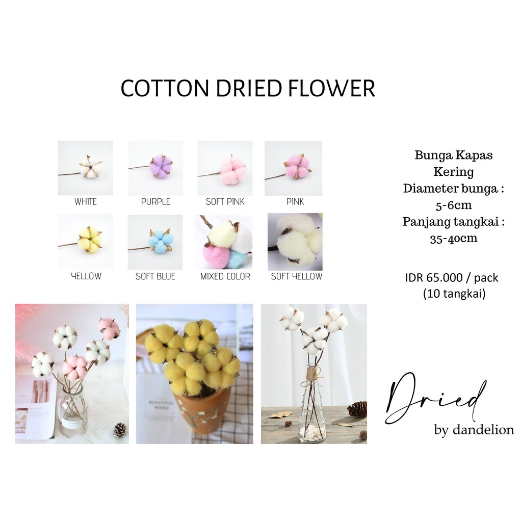 Jual Bunga Kapas Kering Dried Cotton Flower Ecer Per Tangkai Shopee