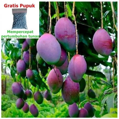 Jual Bibit Buah Mangga Irwin Cm Okulasi Pohon Tanaman Super Unggul