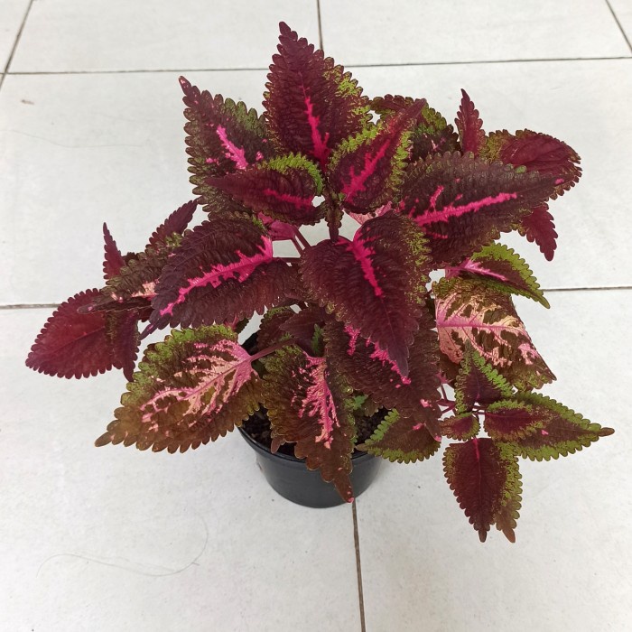 Jual Miana Coleus Tanaman Hias Tumbuhan Asli Hidup Shopee Indonesia