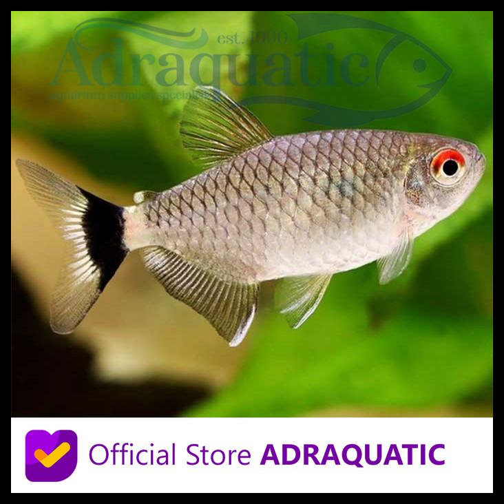 Jual Ikan Hias Mongosia Redeye Tetra Mahosa Air Tawar Balon 3 Cm