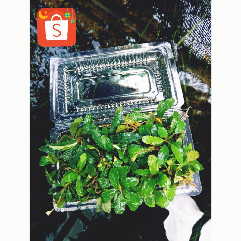 Jual Bucephalandra Mini Medium Porsi Mika Tanaman Aquascape Shopee