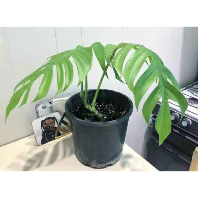 Jual Tanaman Hias Indoor Tanaman Hias Epipremnum Pinatum Ekor Naga