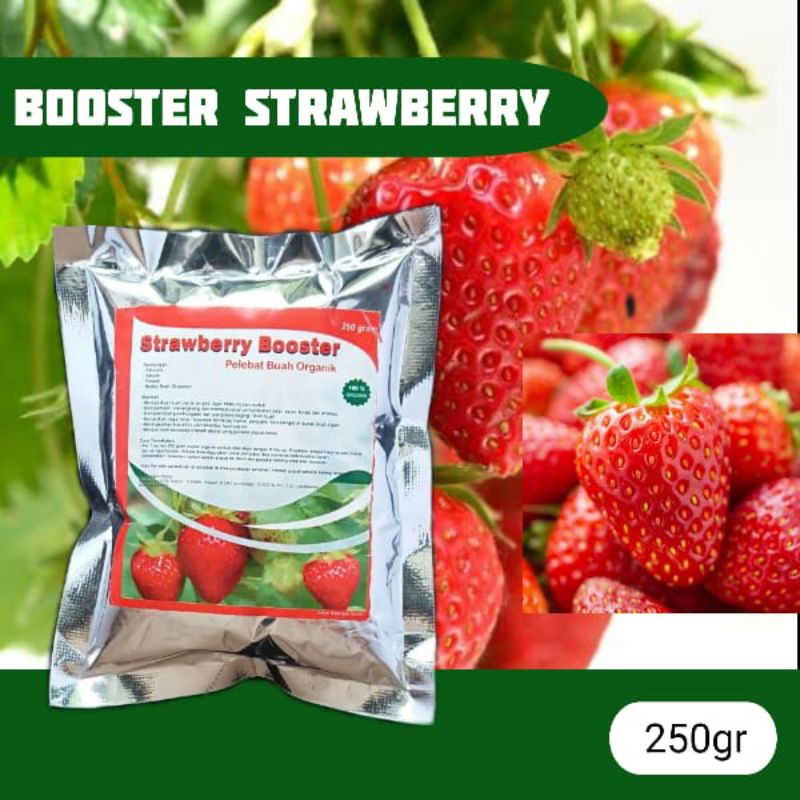 Jual Pupuk Strawberry Agar Berbuah Lebat Booster Stroberi Organik