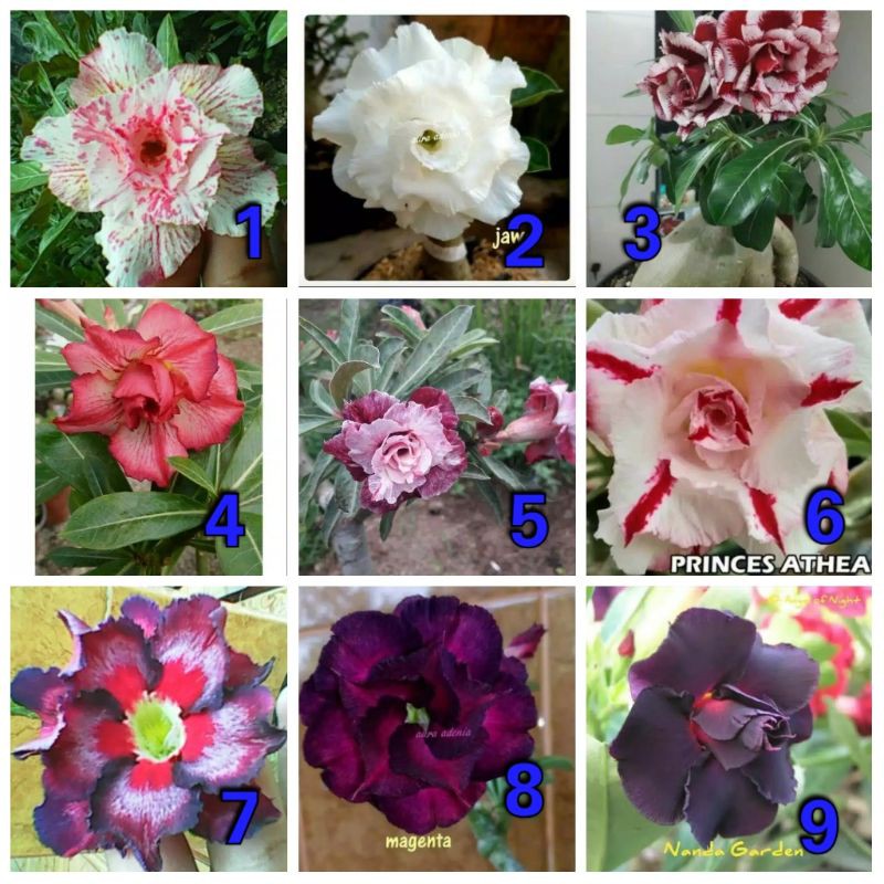 Jual Paket 10 Bunga Tumpuk Adenium Kamboja Jepang Adenium Bunga Tumpuk