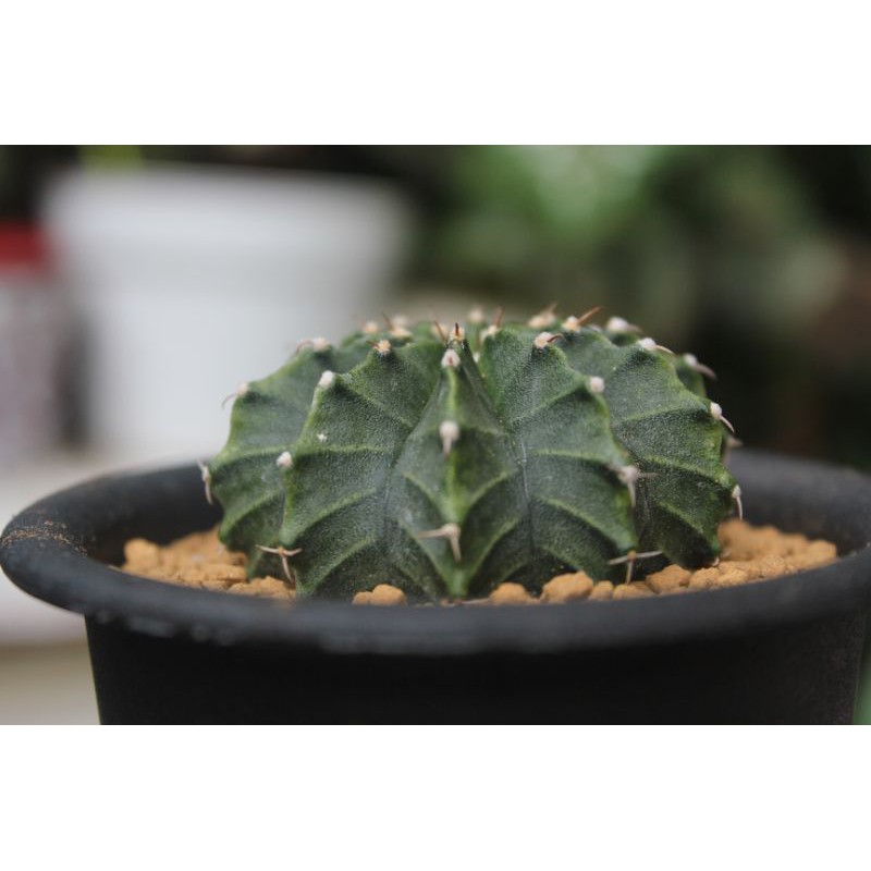 Jual Kaktus Gymnocalycium LB Hybrid Shopee Indonesia