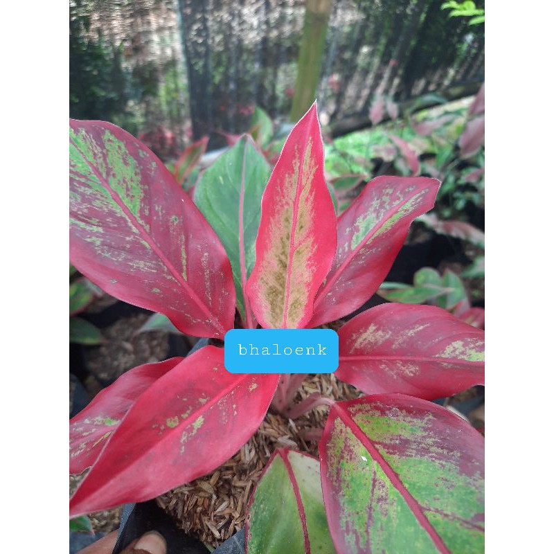 Jual Aglaonema Siam Aurora Shopee Indonesia