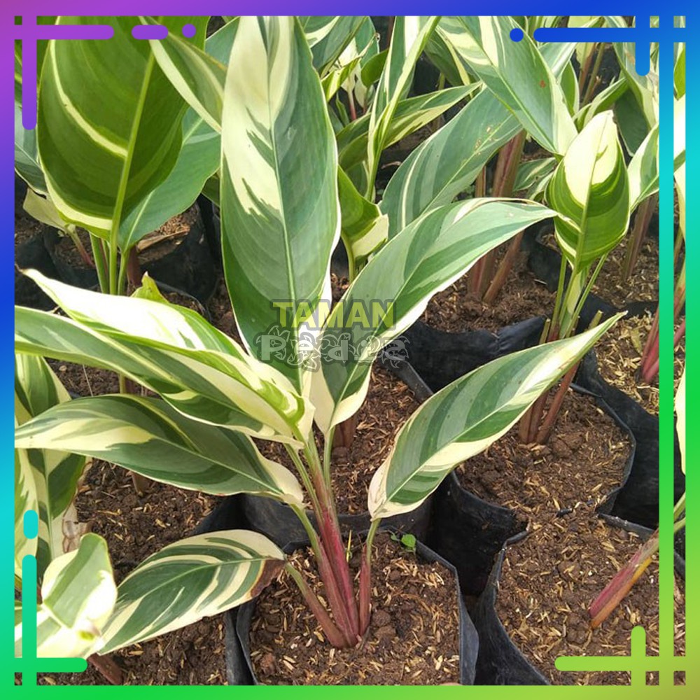 Jual Tanaman Hias Heliconia Varigata Pohon Pisang Pisangan Heliconia