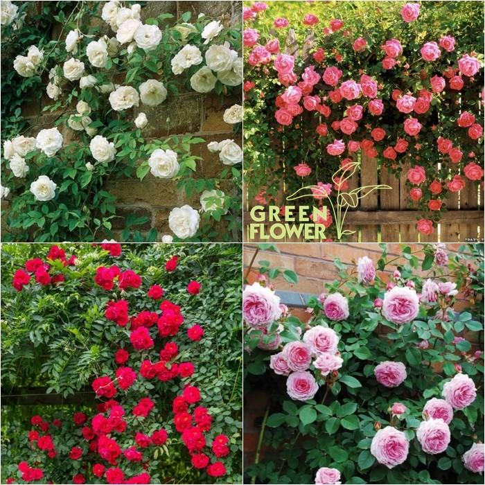 Jual Tanaman Bunga Mawar Rambat Climbing Rose Shopee Indonesia