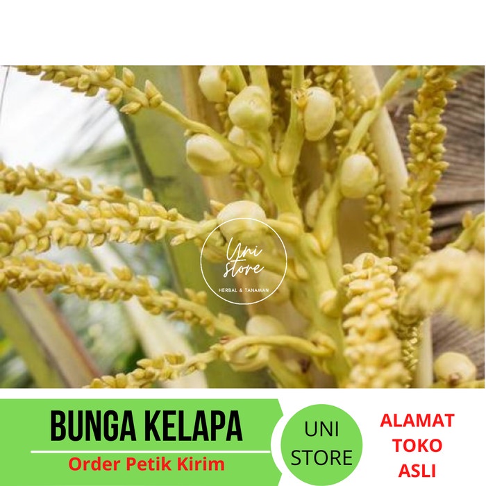 Jual New Manggar Bunga Kelapa Segar Kembang Kelapa Tandan Lengkap