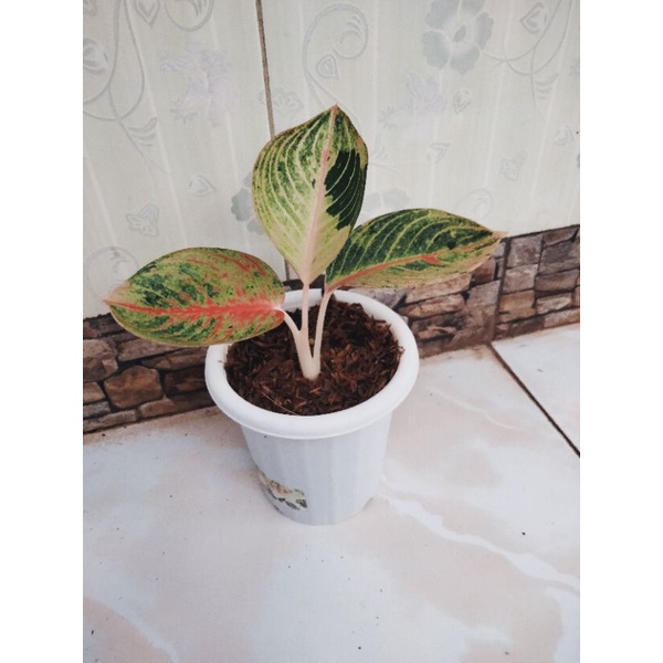 Jual Aglaonema Goliath Shopee Indonesia