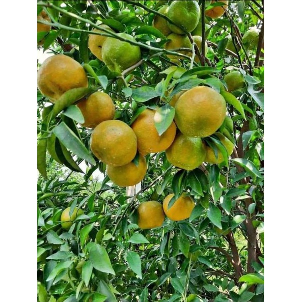 Jual Bibit Jeruk Keprok Madu Siap Berbuah Manis Shopee Indonesia