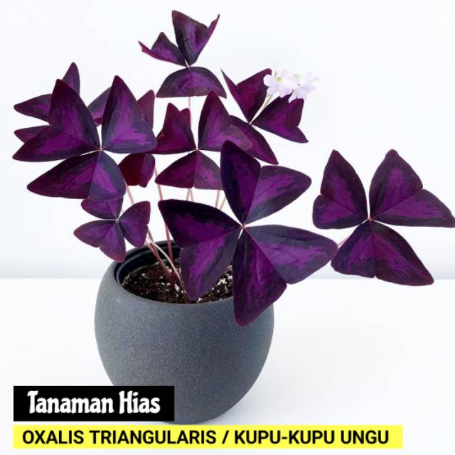 Jual Tanaman Hias Oxalis Triangularis Tanaman Kupu Kupu Ungu Shopee