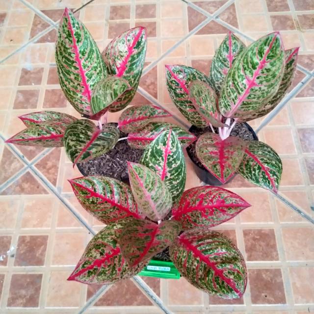 Jual Diana Tanaman Hias Daun Aglaonema Aglonema Shopee Indonesia