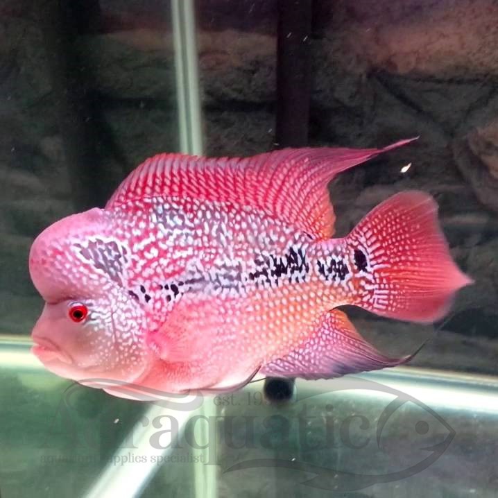 Jual INSTANT BANDUNG IKAN HIAS LOUHAN SUPER RED DRAGON SRD FLOWERHORN