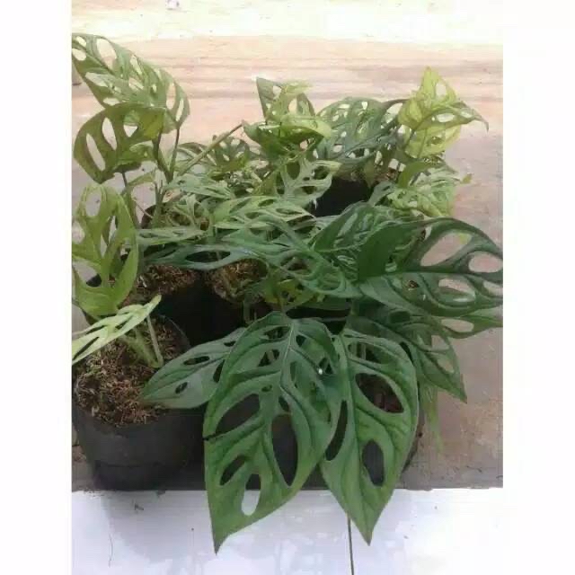 Jual Tanaman Hias Monstera Obliqua Janda Bolong Shopee Indonesia