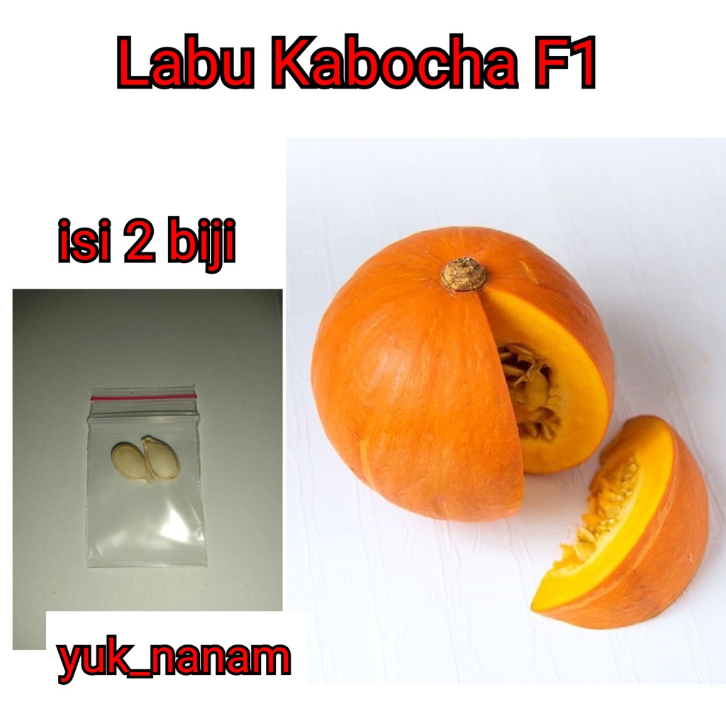 Jual 2 Benih Labu Kabocha Merah F1 Hibrida Kagum Bibit Buah Red Lamp